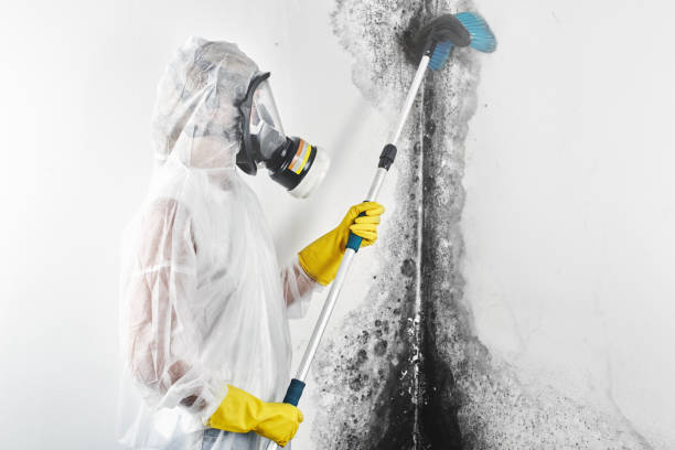 Best Mold-Related Health Consultation  in Lincoln Park, NY