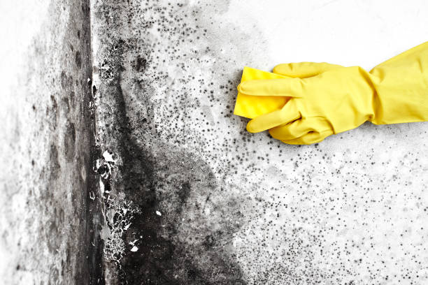 Forensic Mold Investigation in Lincoln Park, NY