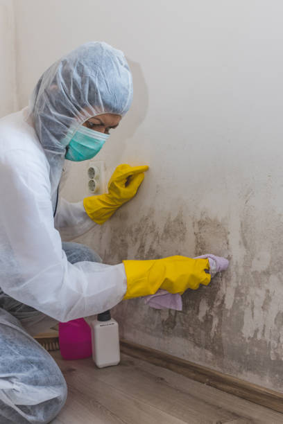 Best Mold Odor Removal Services  in Lincoln Park, NY